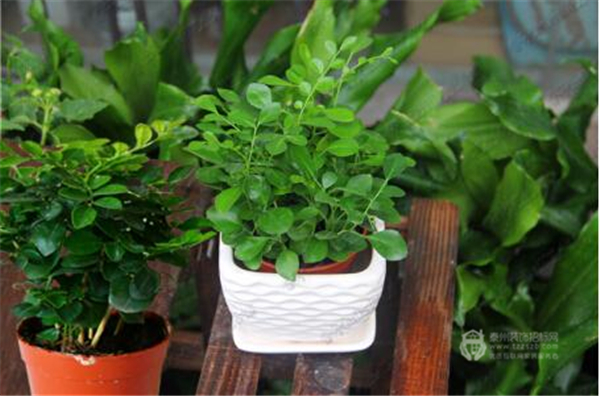 111028514a9dab4a346174.jpg 8.jpg