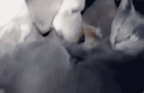 22113339a4b43a53455504.gif 13.gif